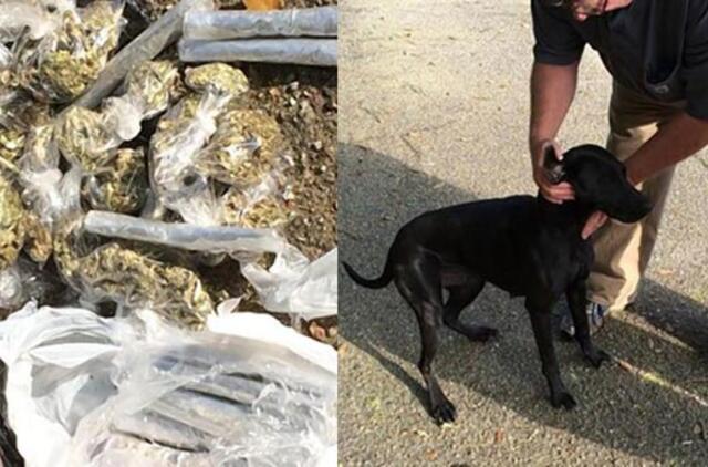 Šuo iš pasivaikščiojimo grįžo su 450 gramų marihuanos