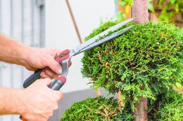 Patarimai sodininkams