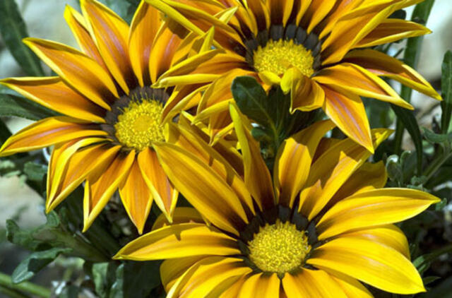 Sinoptikas: nors pamažu, bet pavasaris ateina