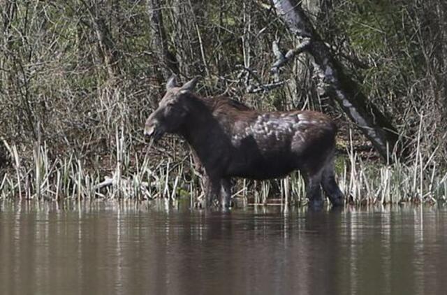 Miškuose padaugėjo briedžių, stirnų ir elnių