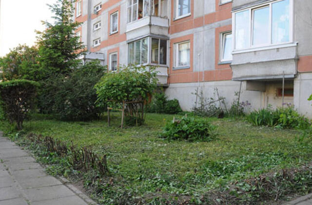 Už nupjautą gyvatvorę teks atsakyti