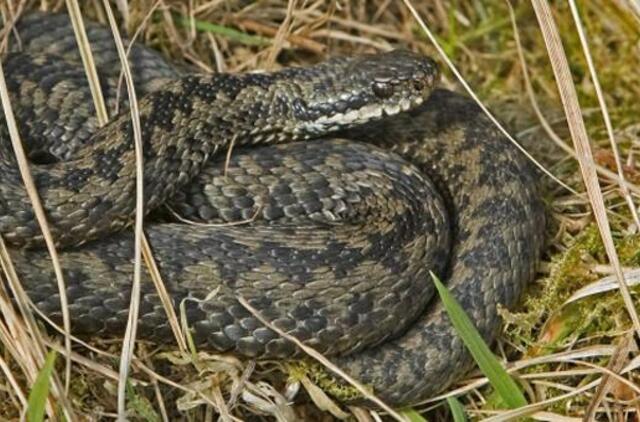 Besigindamos gyvatės gelia ypač skaudžiai, geriau prie jų nesiartinti