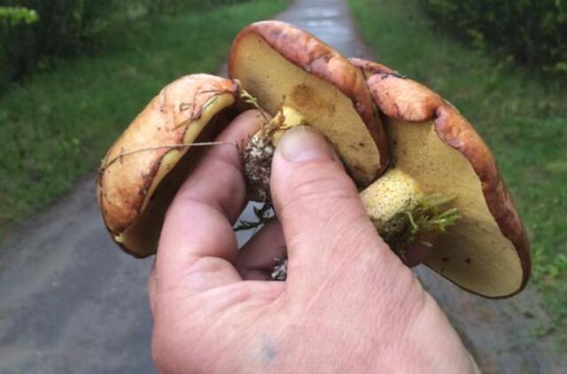 Aplinkosaugininkai įspėja: vietoj miško gėrybių, neparsineškite protokolo