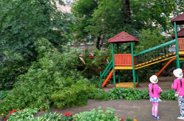 Lūžtantys medžiai - sovietmečio palikimas?