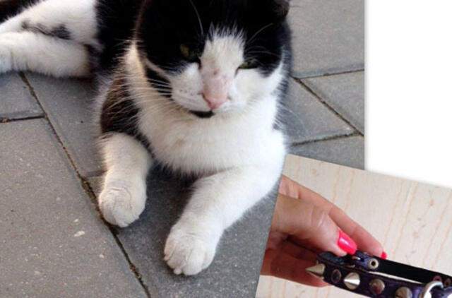 Pasimetęs katinėlis ieško šeimininkų