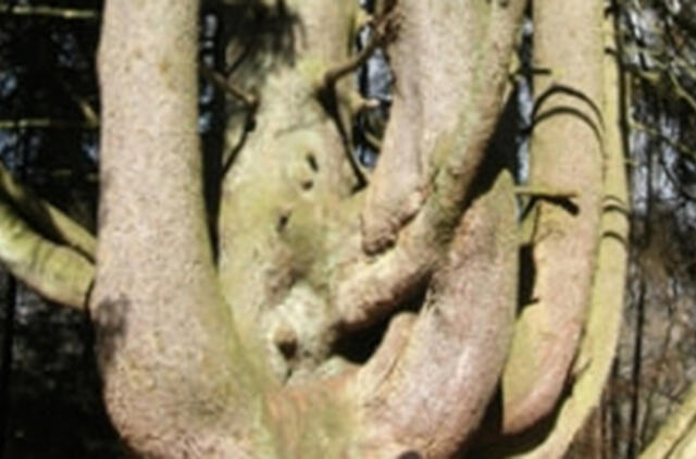 Renkamas Lietuvos metų medis