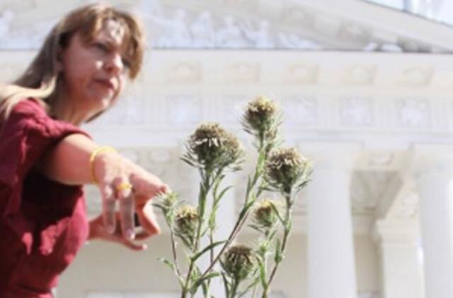 Kaip iš tikrųjų reikia švęsti Žolinę