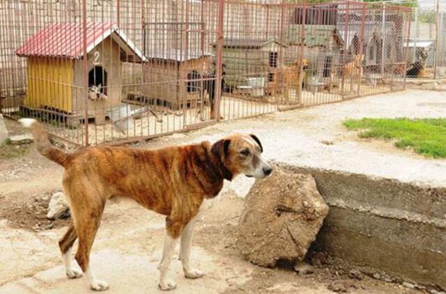 "Nuaras" benamius gyvūnus gaudyti nori ir rajone