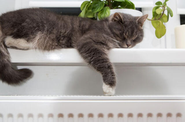 Lietuvos miestai pradeda šildytis, Klaipėda dar palauks