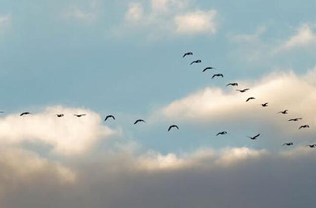 Varžysis paukščių stebėtojų ralyje