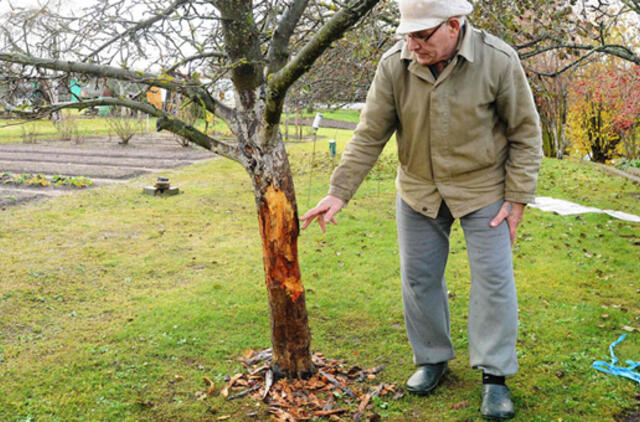 Bebrai nusiaubė sodus