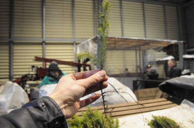 Kalėdinės eglutės kelionė