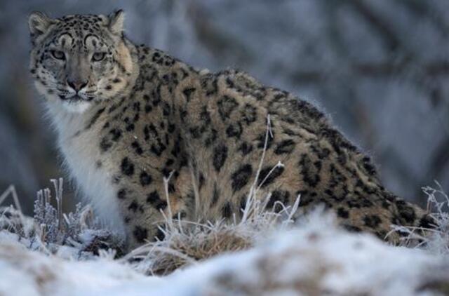 Klaipėdos zoologijos sode - nauji gyventojai