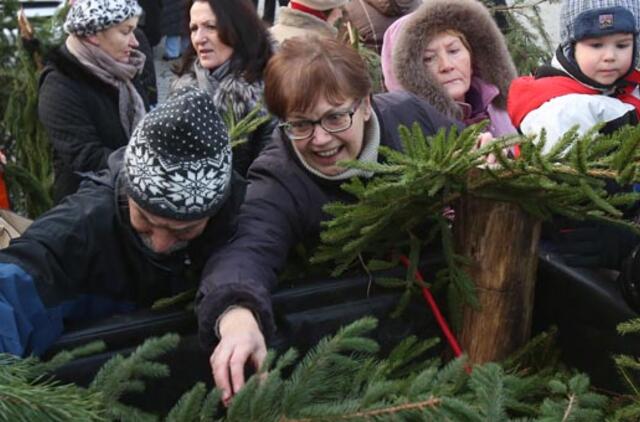 Rytoj miškininkai dalins eglių šakas