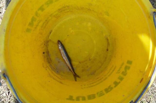 Stintos kimba prastai