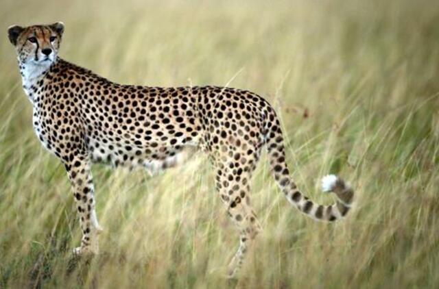 Tyrimas: gepardams gresia išnykimas