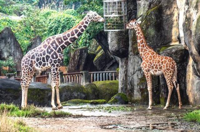 Žirafoms gresia išnykimo pavojus