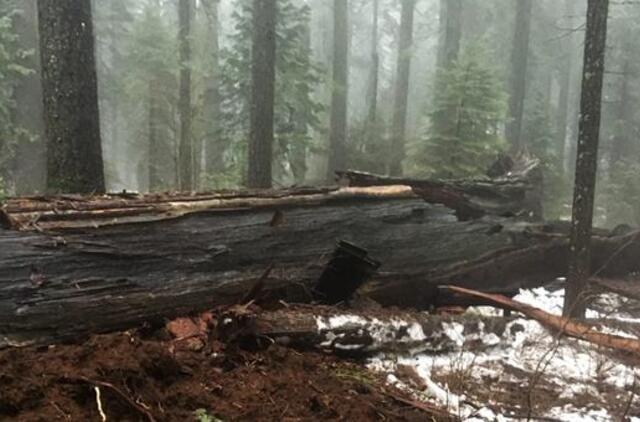 Kalifornijoje nugriuvo milžiniškas mažiausiai 1 000 metų senumo sekvojos medis