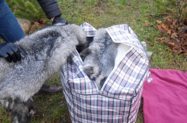 Norvegijoje vogti lapių kailiai laimės neatnešė