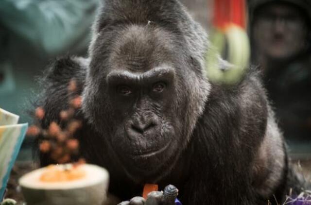 Nugaišo seniausia pasaulyje gorila