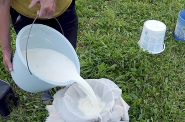Pieno supirkimo kainos atsigauna, tačiau smarkaus kilimo nesitikima