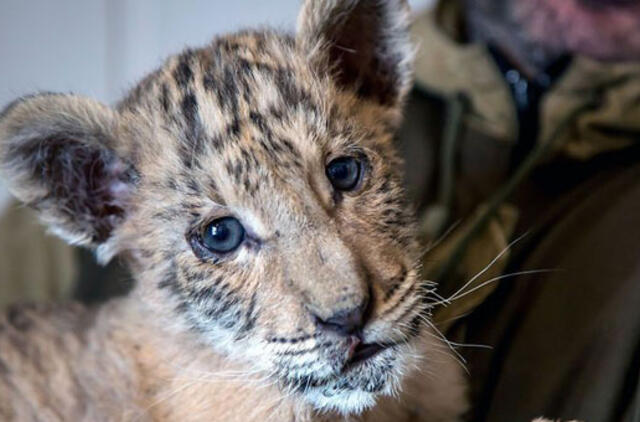 Rusijoje gimė liūtigris - liūto ir tigrės palikuonis (video)