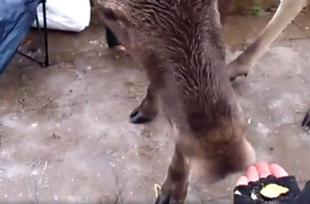 Smiltynės žvejus aplankė briedis