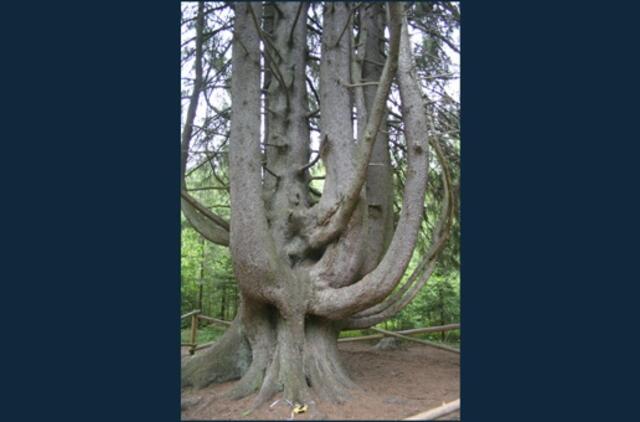 Unikaliąją Raganų eglę galės apžiūrėti ir neįgalieji