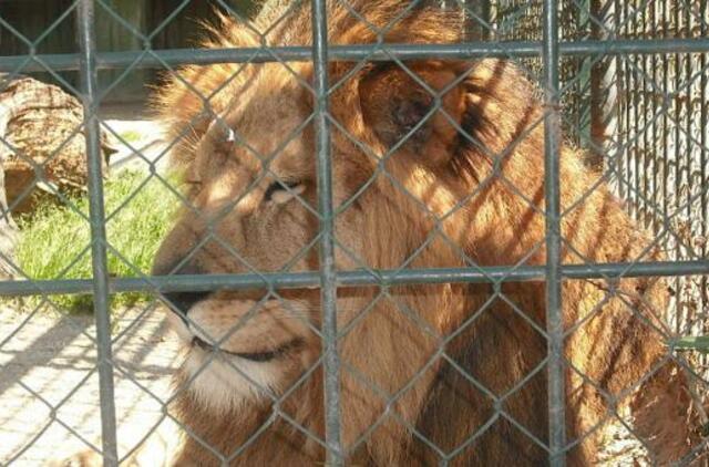 Japonijoje zoologijos sode liūtas užpuolė prižiūrėtoją