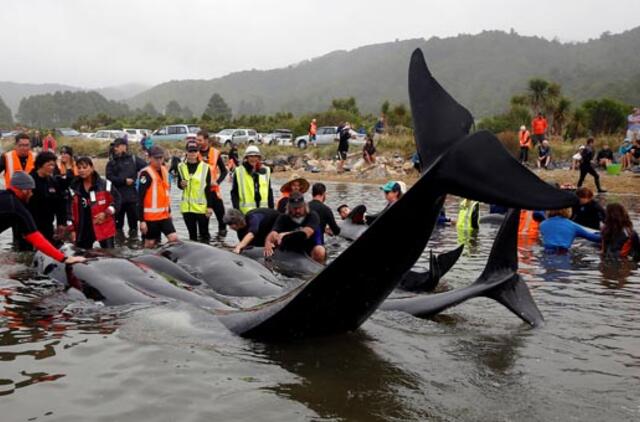 Po potvynio šimtai įstrigusių banginių grįžo į jūrą
