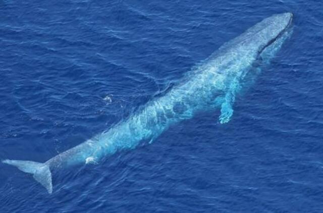 Dėl „Mėlynojo banginio“ - penki ikiteisminiai tyrimai