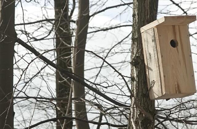 Inkilų kėlimas galėtų tapti tradicine švente