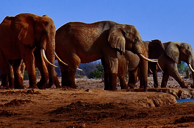 Kenijoje brakonieriai nudobė vieną seniausių ir didžiausių Afrikos dramblių