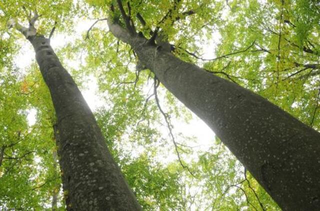 Miškų urėdijų reforma: atleis iki 400 žmonių