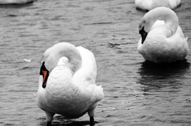 Patvirtintas antrasis paukščių gripo atvejis