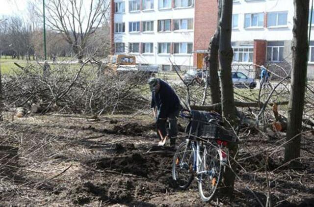 Debreceno gatvėje - sanitarinis želdynų kirtimas