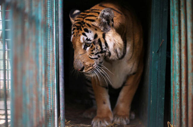 Didžiojoje Britanijoje zoologijos sodo darbuotoja tapo tigro auka