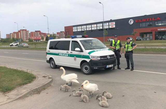 Šiaurės prospekte vaikštinėja gulbių šeimynėlė