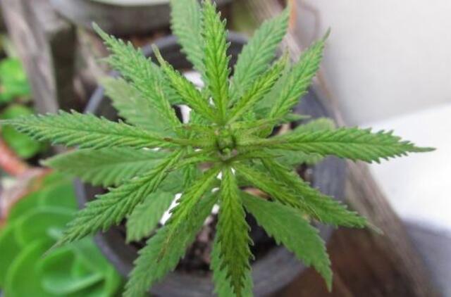 Juodkrantėje - prekybos „žole" taštas