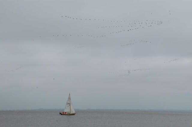 Mariose jachta kliudė aukštos įtampos liniją