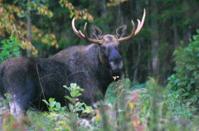 Automobiliui susidūrus su briedžiu žuvo vairuotojas