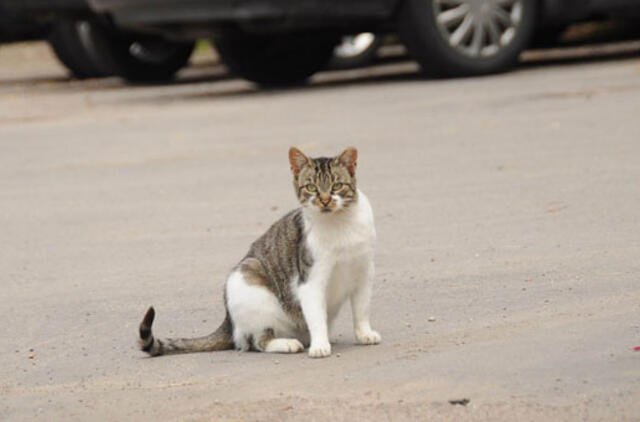 Bešeimininkiai gyvūnai - mūsų visų problema
