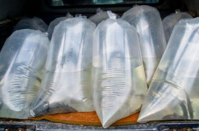 Žuvims įveisti – viešojo pirkimo konkursas