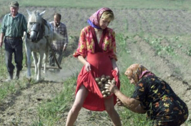 Bulvės gali tapti auksinės