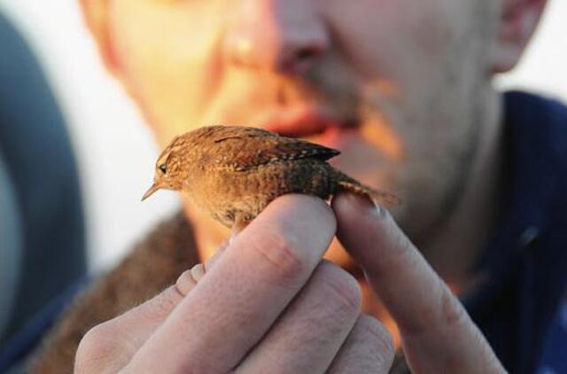 Paukščių rojuje – kerintys vaizdai ir gera nuotaika