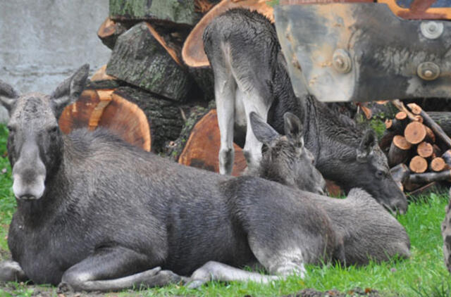Briedė su briedžiukais tarnybų nesudomino