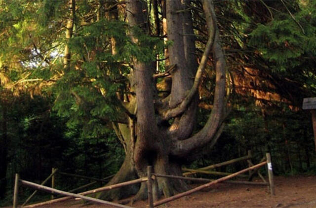 Raganų eglė - Lietuvos metų medis