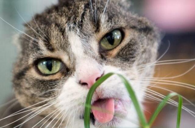 Murkianti laboratorija mūsų namuose