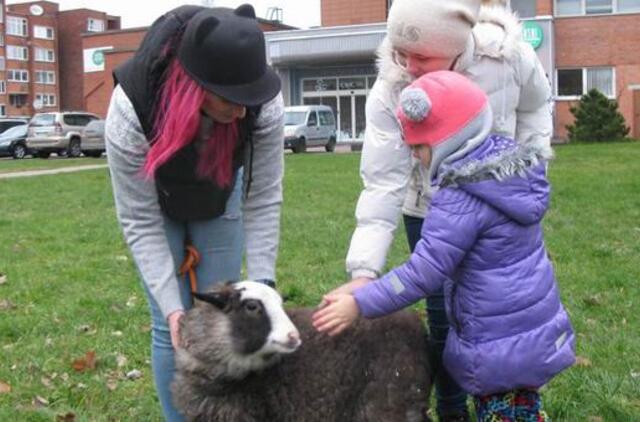 Keturkojų Kalėdų dėmesio centre - avytė