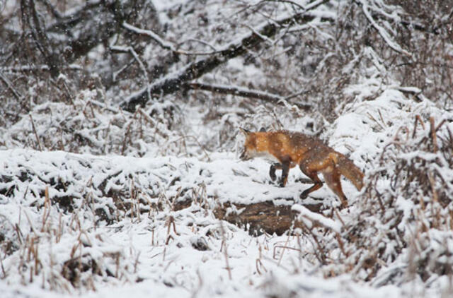 Oras: šiluma iš Lietuvos traukiasi